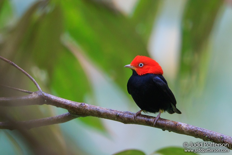 Red-capped Manakin, Pico Bonito Lodge, Honduras